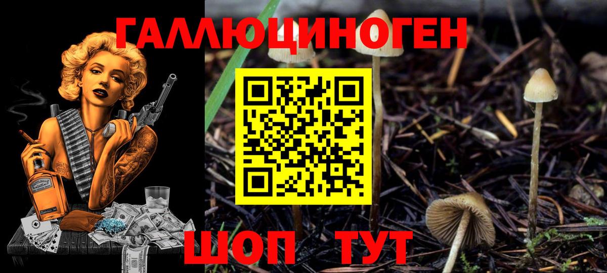 Галлюциногенные грибы Psilocybine cubensis Вольск